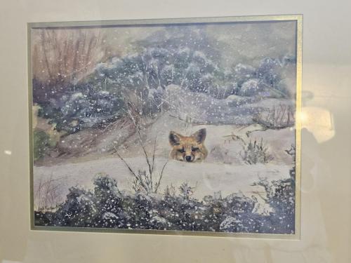 Fox-in-winter