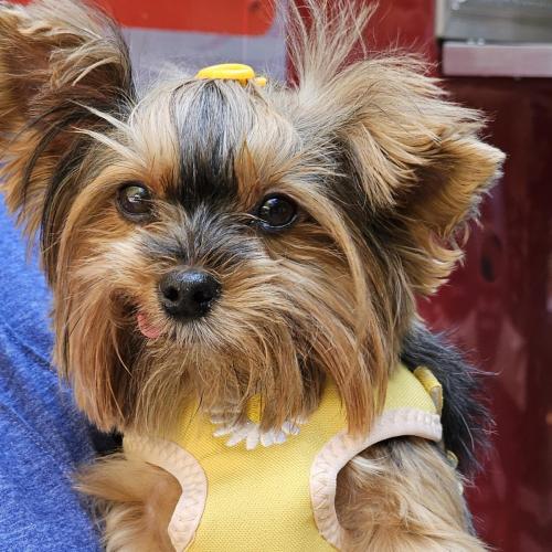 Carribean Bash-precious-pup