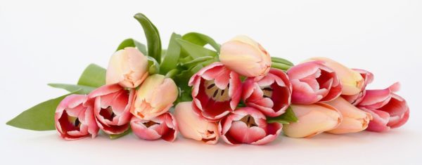 dozen pink tulips